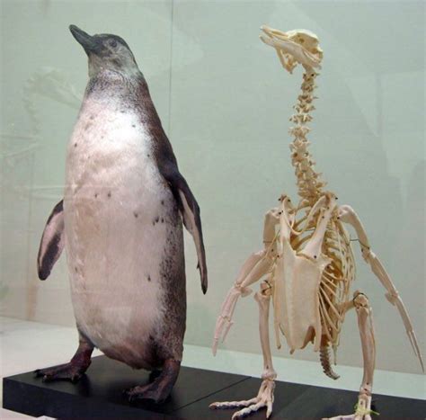 Penguin skeleton | Anatomía animal, Anatomía, Anatomia veterinaria