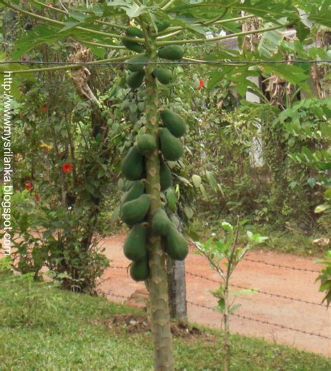 Sri Lankan Trees: Papaya Plant .....................