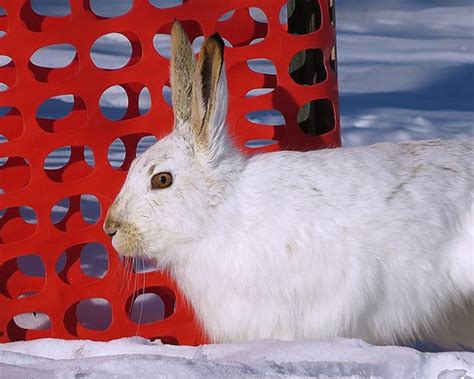 Winter Hare | Hares and jackrabbits are leporids belonging t… | Flickr