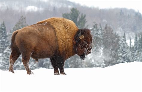 American Bison Wallpaper - WallpaperSafari