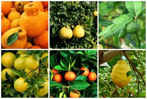 7 USDA Zone 9 Citrus Trees to Grow in Your Yard