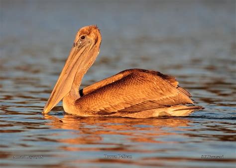 Brown Pelican | Scott Townsend | Flickr