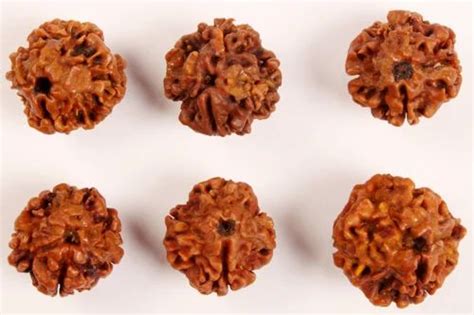 Rudraksha 1 Mukhi Round Nepal Bead at Rs 16000 | Virudhunagar | ID ...