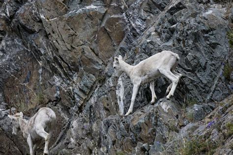 Dall sheep Alaska stock image. Image of arctic, broken - 79122011