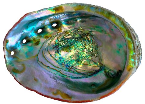 Mother-of-pearl’s genesis identified in mineral’s transformation