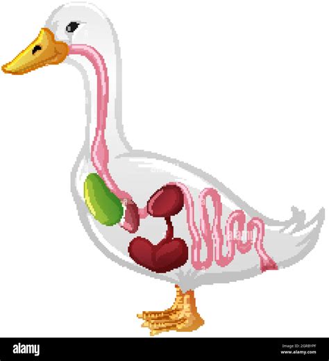 Duck anatomy Stock Vector Images - Alamy