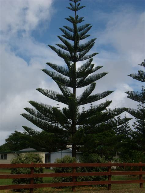 Norfolk Island Pine - one of the trees very likely to fall during a storm | Trees with Low Storm ...