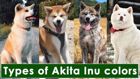 4 Types of Akita Inu colors and pattern | Akita inu types #akitadog ...
