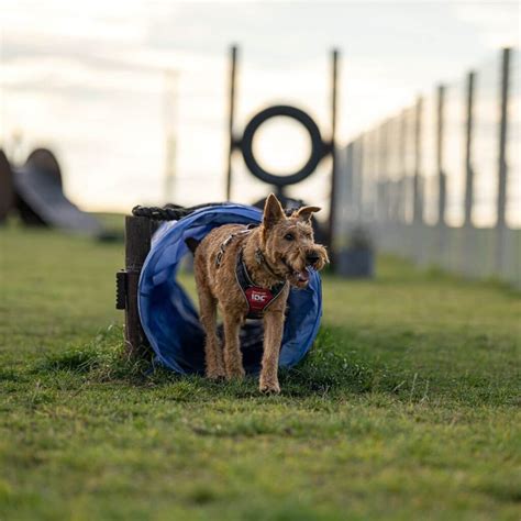 Dog Park | South Shields - The Wonderful World of Dogs