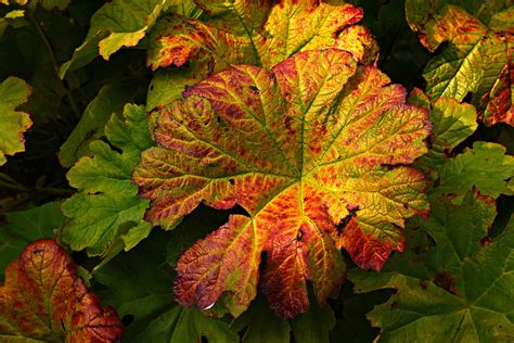 Butterbur Plant Leaf Autumn - Free photo on Pixabay - Pixabay