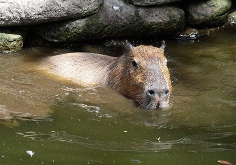 Capybara