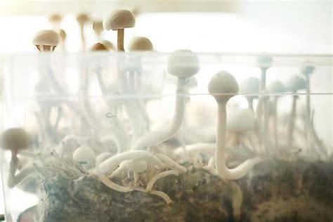 Magic Mushroom Stock Photos, Images and Backgrounds for Free Download