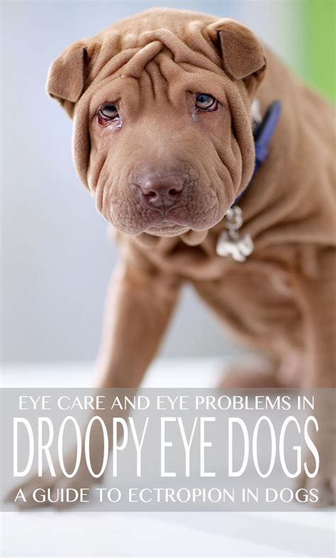 droopy eye dog breeds - a guide to ectropion | Droopy eyes, Cute dog collars, Dogs