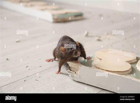 Brown rat gnawing baseboard indoors. Pest control Stock Photo - Alamy