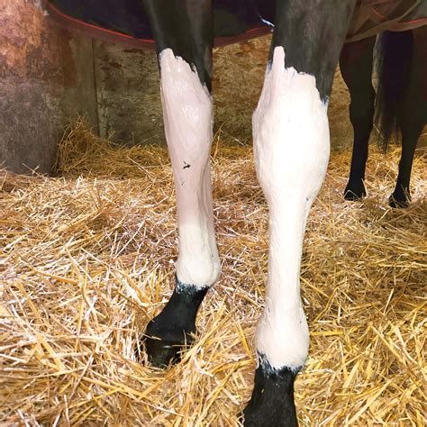 The History Behind Poultice - Finish Line® Horse Products, Inc