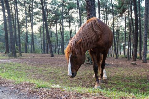 "Horse Eating Grass" Images – Browse 244 Stock Photos, Vectors, and Video | Adobe Stock