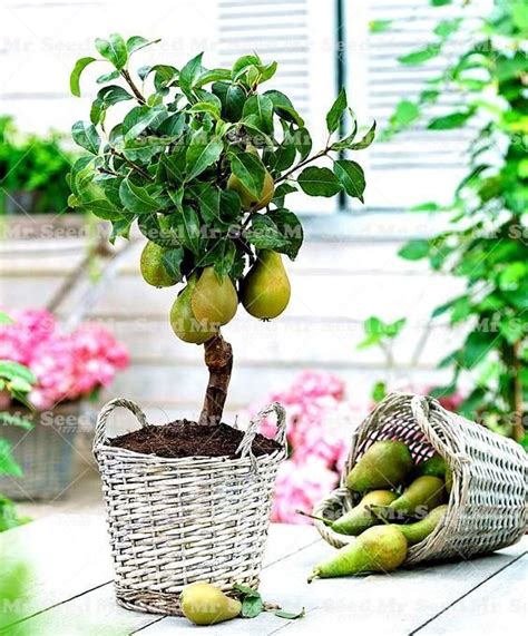 20Pcs Bonsai Pear plant Mini pear tree plant Super sweet fruit plant ...