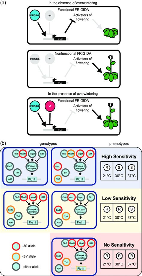 4 Genetic mechanisms underlying phenotypic plasticity. (a) A simplified... | Download Scientific ...