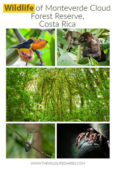 Wildlife of Monteverde Cloud Forest Reserve, Costa Rica