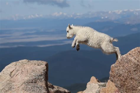 5 Things To Know About Colorado Mountain Goats