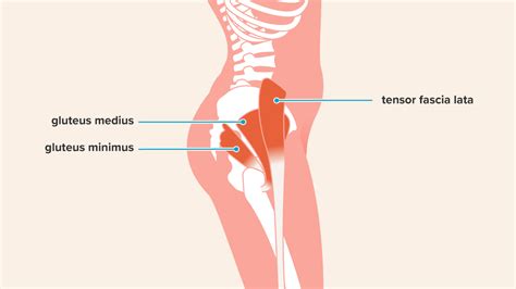 Muscles In Hip Area : Hip Joint Anatomy Movement Muscle Involvement How To Relief - Eloisa Parkinson