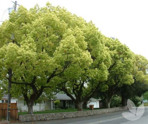 Cinnamomum camphora - Camphor Laurel - Trees - Speciality Trees