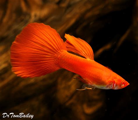 Premium MALE, New and Rare, Red-Eye Red Fancy Guppy, Size: 1" to 1.2"