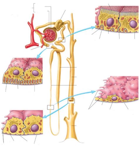 Histology of the nephron Diagram | Quizlet