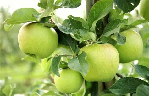 Mutsu Apple Tree Also known as Crispin. Green fruit ripens to yellow ...