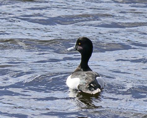 Male Tufted Duck by Ted447 | ePHOTOzine