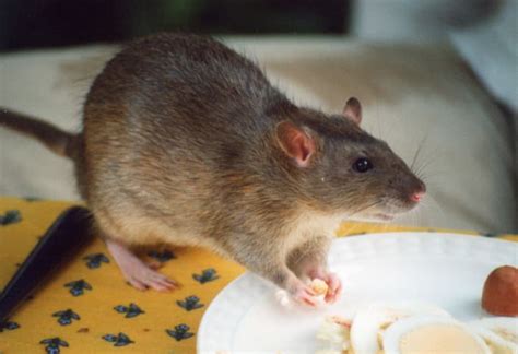 Fancy Rat Varieties: Fur Color, Eye Color, Coat Type, and Markings - PetHelpful