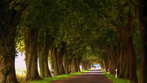 Allee Foto & Bild | landschaft, alleen, baum Bilder auf fotocommunity