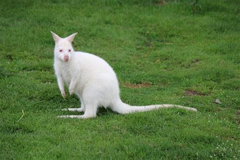 Albino Kangaroo