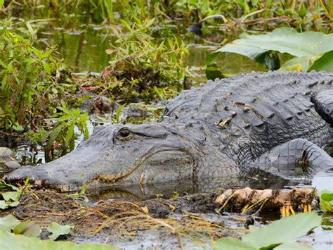 Kissimmee Swamp Tours Orlando Florida | Lake Kissimmee Airboat Rides