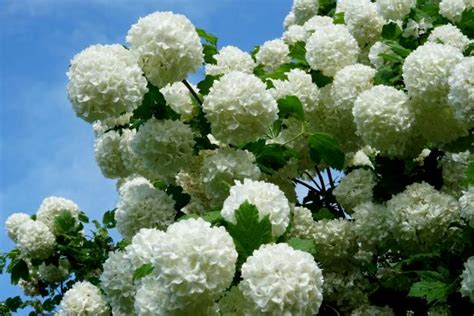 How to Grow and Care for Snowball Bush Viburnum | HGTV