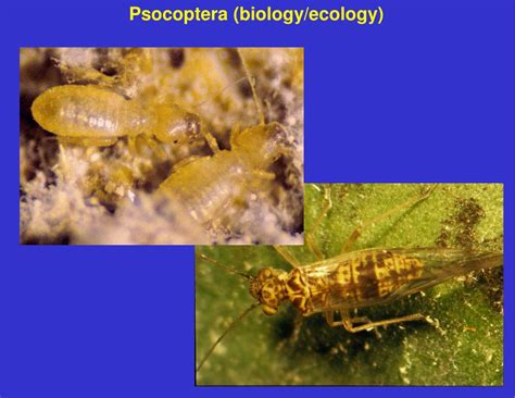 PPT - Order Psocoptera PowerPoint Presentation, free download - ID:4529794