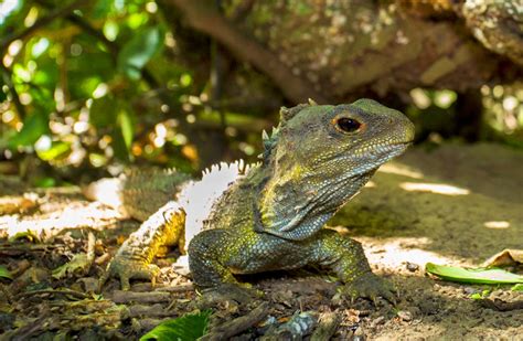 Tuatara: New Zealand reptiles