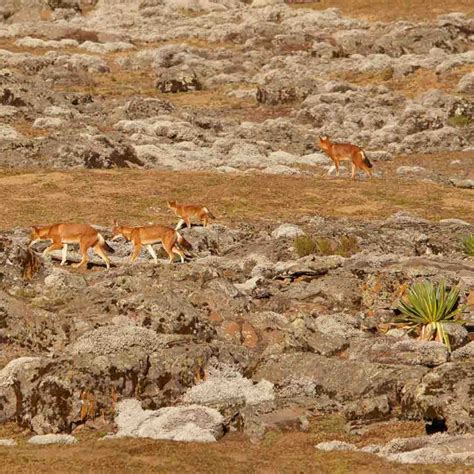 Trek Ethiopia's Spectacular Bale Mountains | Wildlife Tour