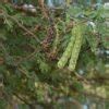 Bagaruwa Seeds (Acacia Nilotica) | Uses - 9jafoods