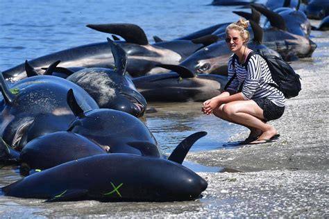 Why Are Hundreds Of Whales Beaching Themselves And Dying This Week?