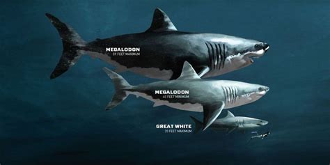 True size of the Megalodon shark revealed in 2020 | Megalodon, Megalodon shark, Types of sharks