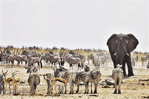 Etosha National Park, Namibia’s Greatest Wildlife Sanctuary | African ...