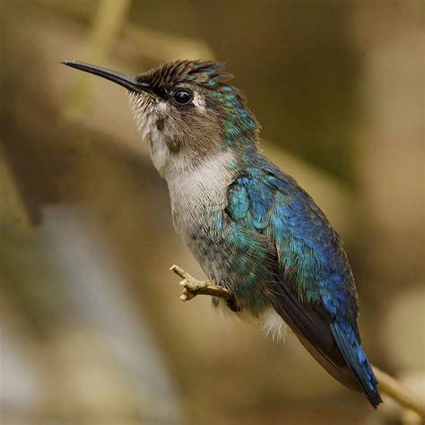 Details : Bee Hummingbird - BirdGuides