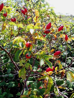 Musings from a muddy island: Blackberry Picking