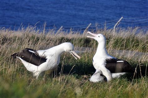 Royal Albatross Centre - Ōtepoti | Dunedin New Zealand official website