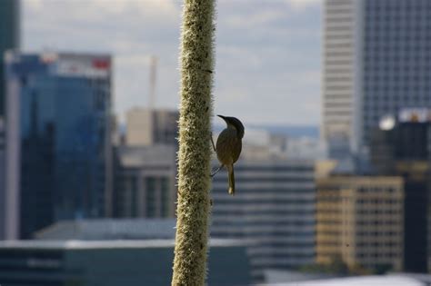 city bird 2 Free Photo Download | FreeImages