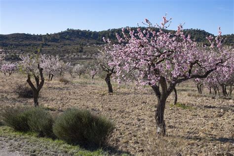 Flowering Almond Trees in the Mountains in the Sunshine in Spain Stock Image - Image of ...