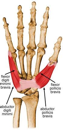 Abductor Pollicis Brevis - Anatomy - Orthobullets