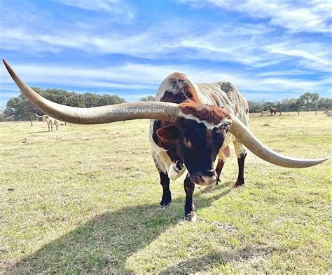 Texas longhorn bull | Texas animals, Texas longhorns, Longhorn cattle