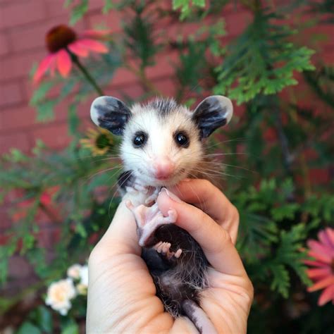 Opossum expert addresses misconceptions-and important facts-about the ...